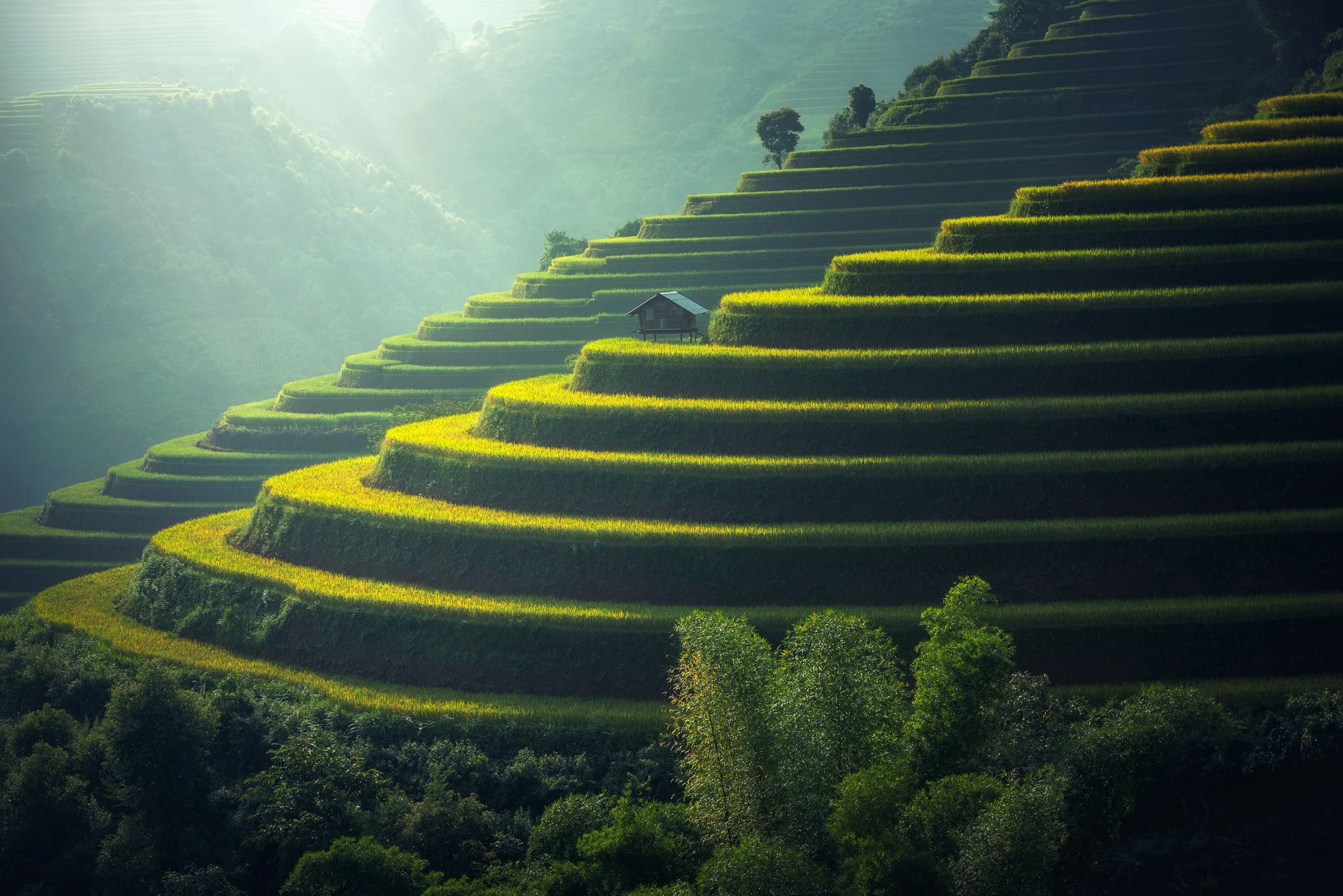 Stepped Rice Paddies.