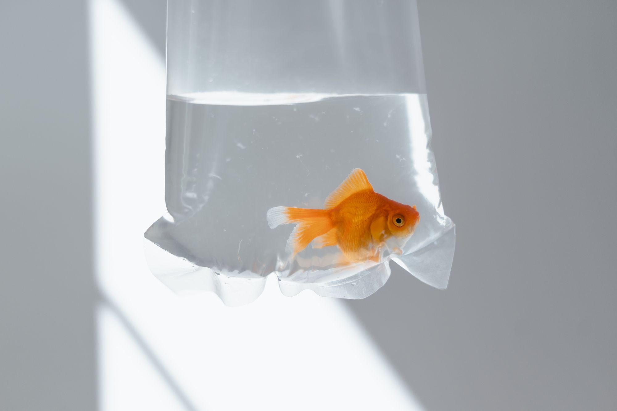 a gold fish in a plastic bag