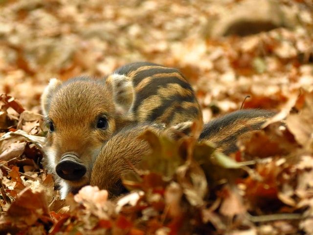 Photo of a baby boar