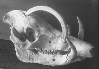 A babirusa skull