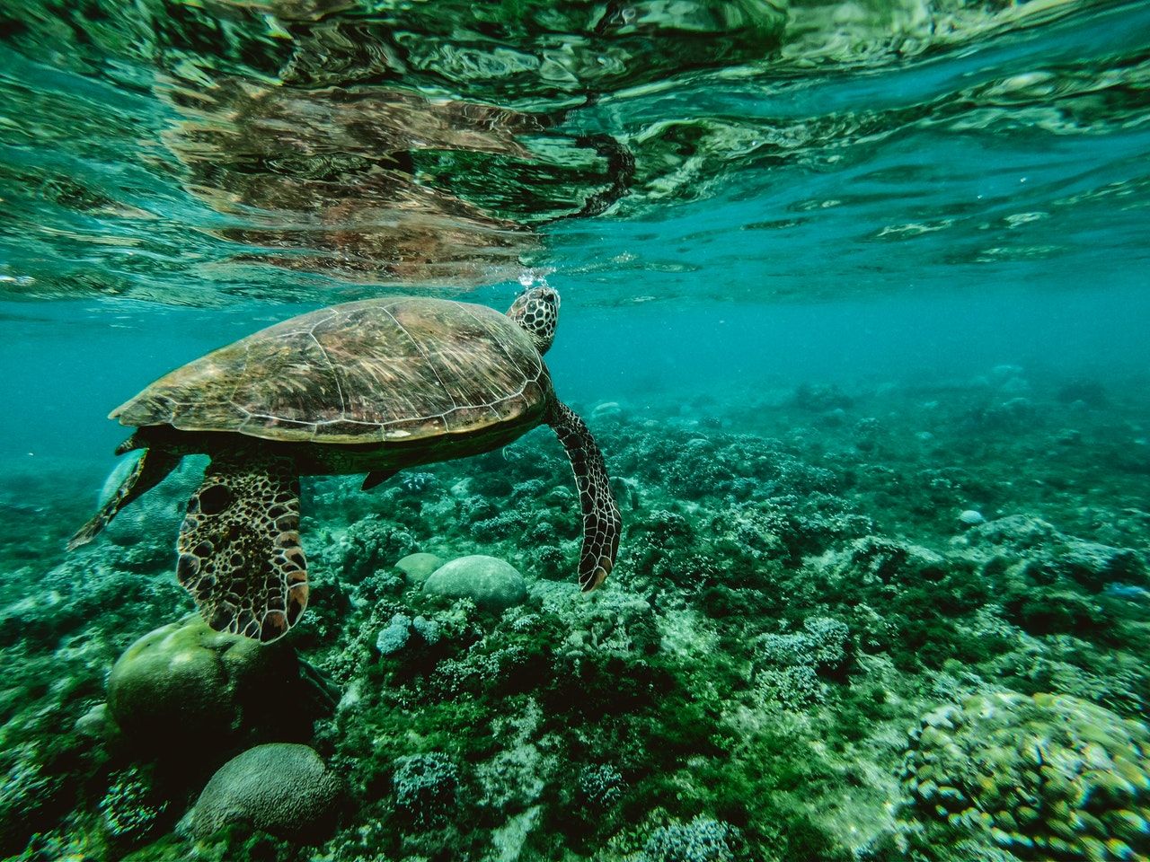 a sea turtle swimming